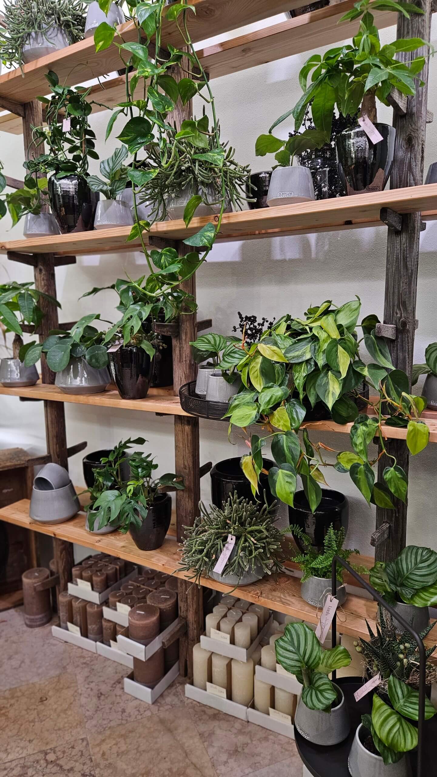 Scaffali di piante con vasi in ceramica nell’atelier